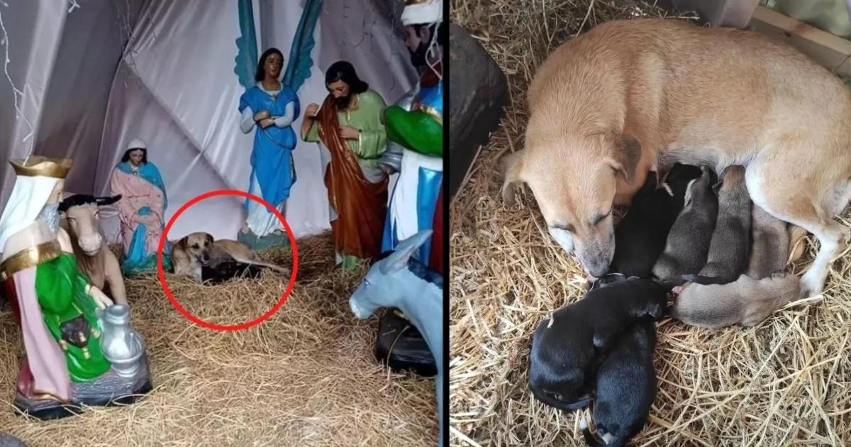 Stray dog takes refuge in a Christmas nativity scene to give birth to seven beautiful puppies