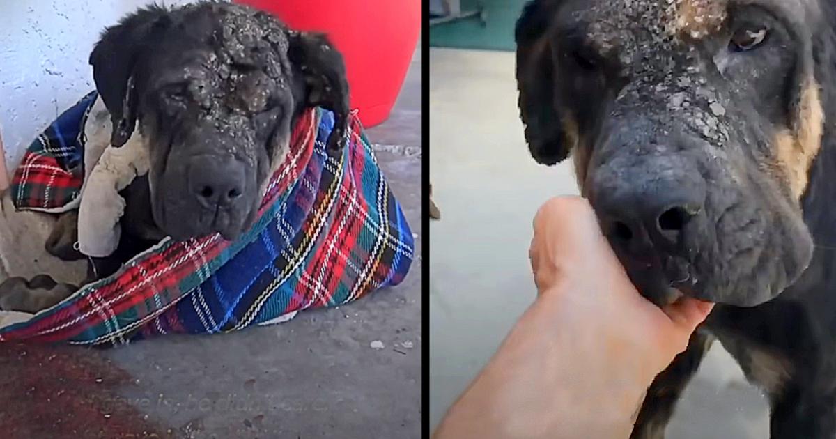 Stray Dog That Collapsed On Lady’s Ρorch Slowly Transforms Into Gorgeous Ρuppy