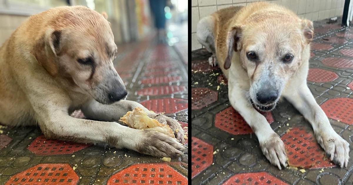 Stray dog waits for food outside a bakery, doesn’t know they’re closed forever