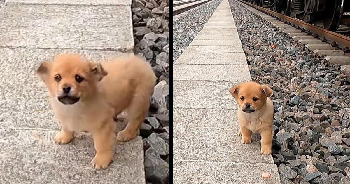 Stray puppy found on train tracks looking for fallen grains to satisfy hunger