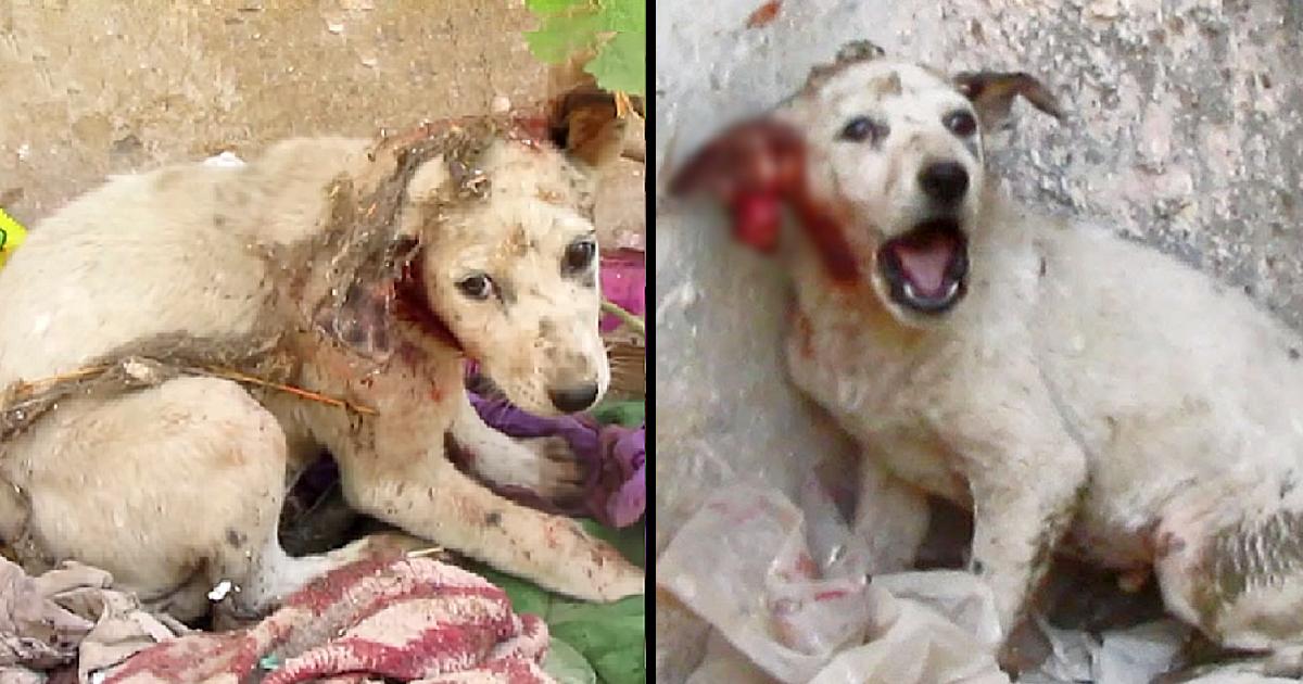 Stray Puppy With His Ear Torn Off Cried for Help Until These Kind Rescuers Arrived