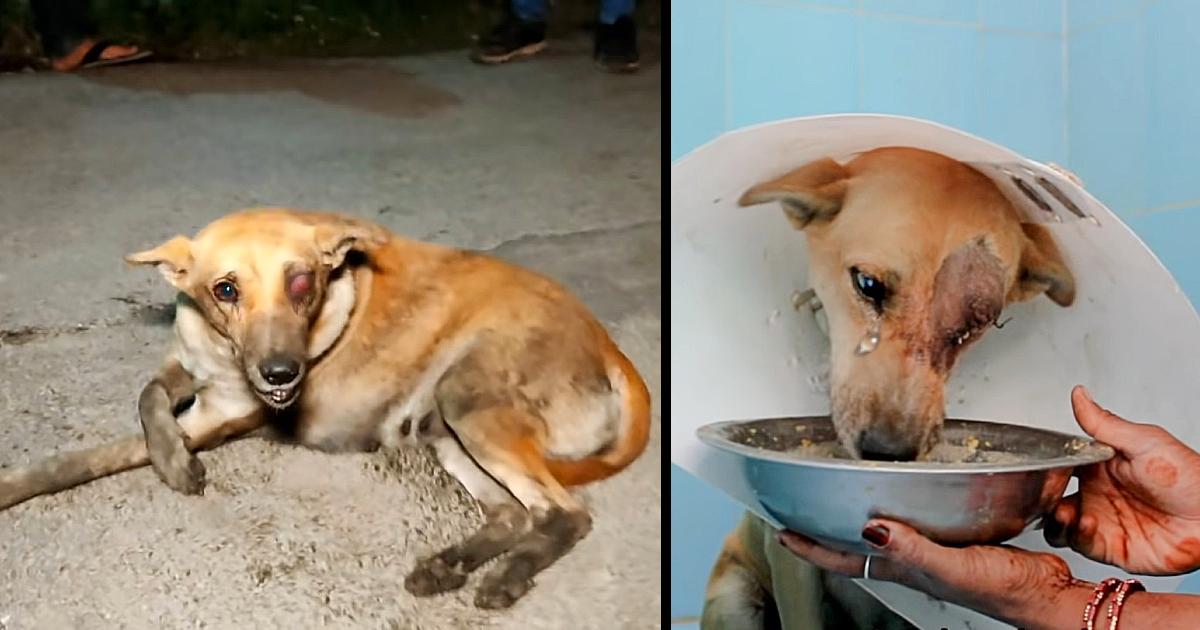 Street Dog With Ruptured Eye Learns What It’s Like To Feel Loved