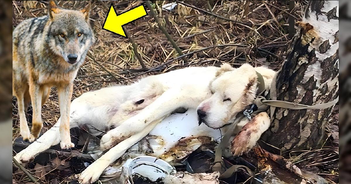 Surprising Turn As Owner Puts His Dog Down In The Forest
