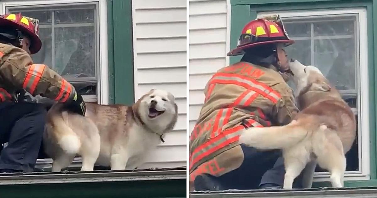 Sweet moment dog kisses firefighter who rescued him from a roof