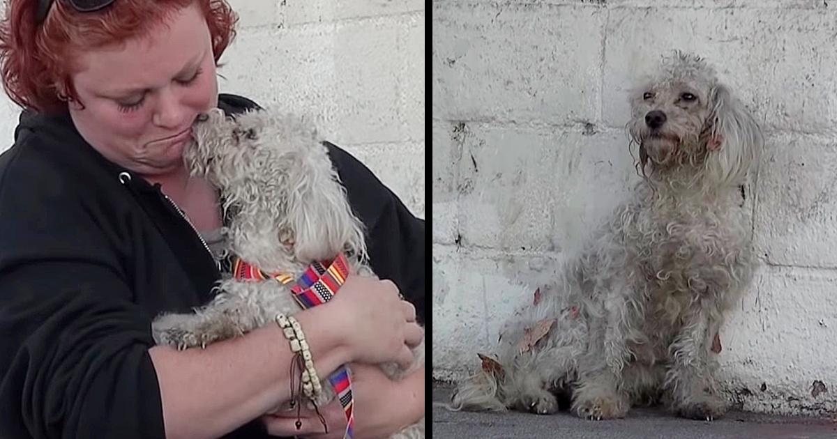 Sweet Poodle Thrown Out Of Her Home Brought Tears To Her Rescuer When She Did The Sweetest Thing