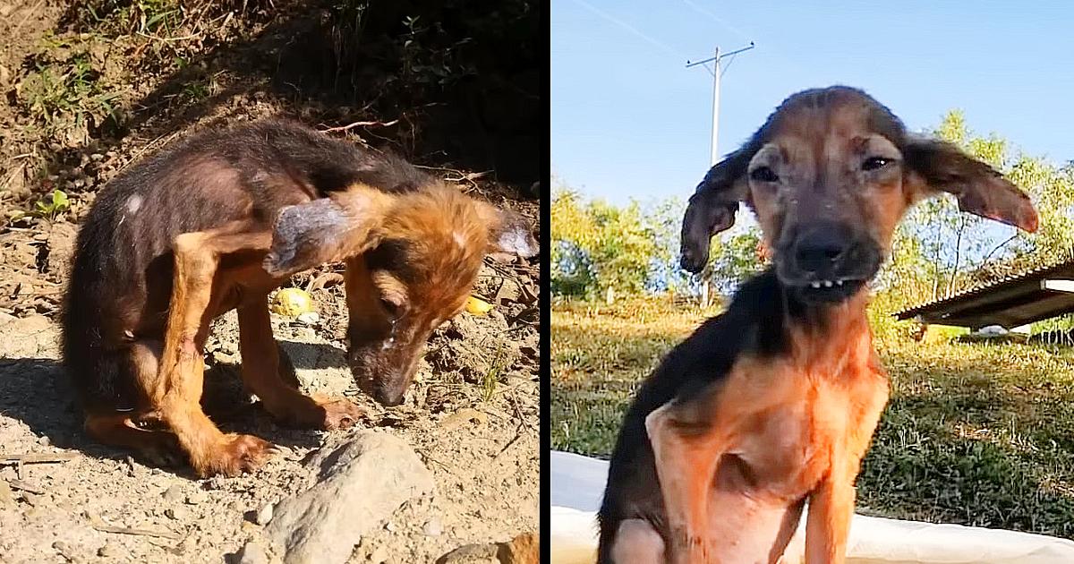 Tearful Story of A Puppy Chased Away, Live Temporary, Dangerous Place Next to The Furnace of a Sugar
