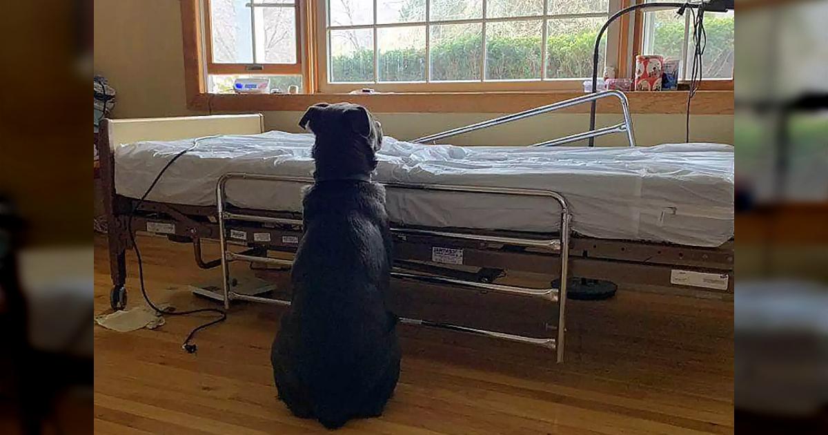 The Dog Is Still Waiting By The Empty Hospital Bed Witнout Knowing The Owner Has Passed Away