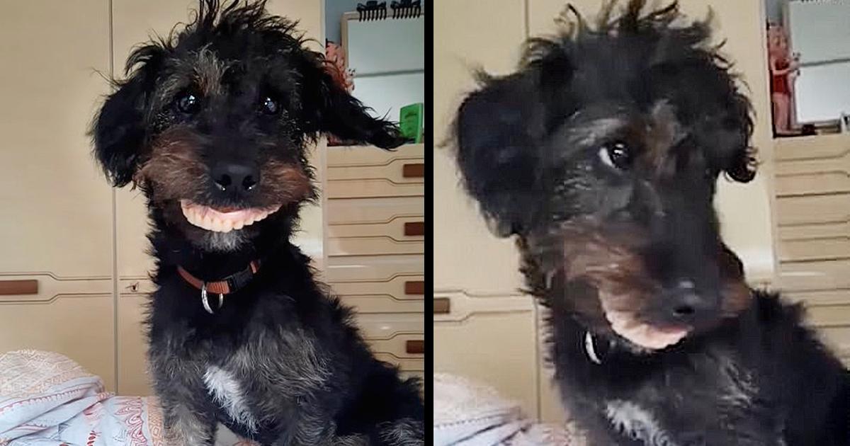 The Dog That Stole His Owner’s Teeth Becomes Viral On The Internet