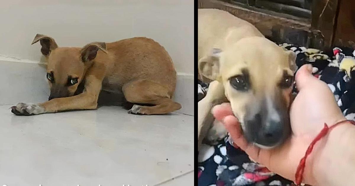 The Little Puppy Who Was Afraid of Humans After So Much Misfortune Has Found Happiness