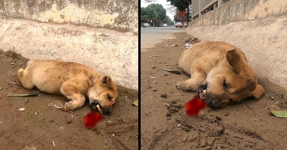 The little soul almost died from being poisoned by the roadside and a miracle happened to the boy