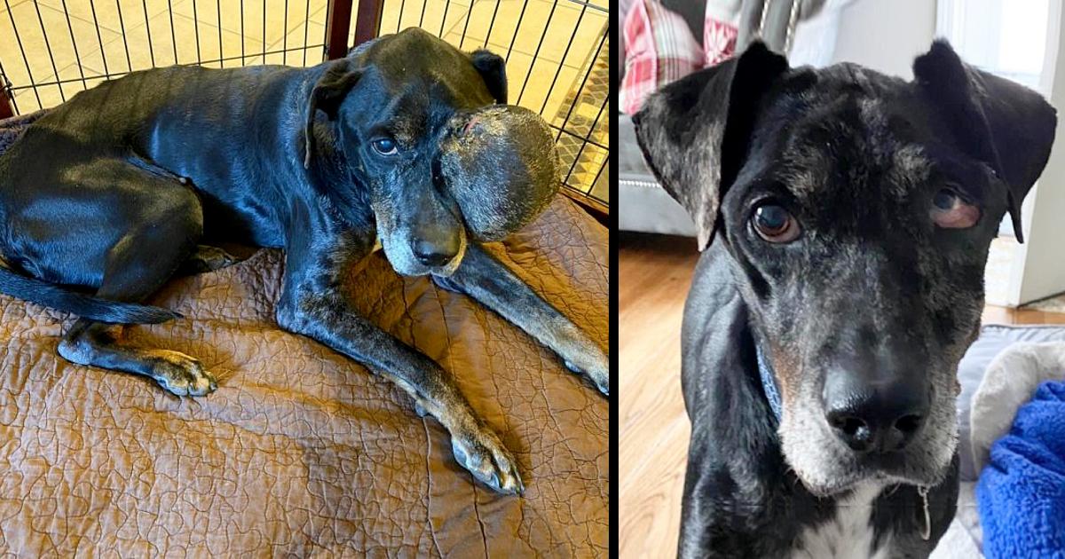The Stray Dog With A Tumor Who Found Love In His Final Days Until His Last Breath