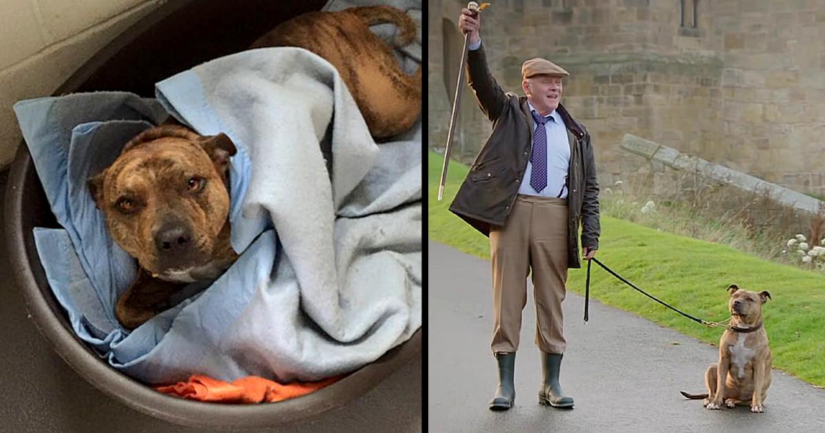 ‘The World’s Loneliest Dog’ Becomes A Movie Star Along With Sir Anthony Hopkins