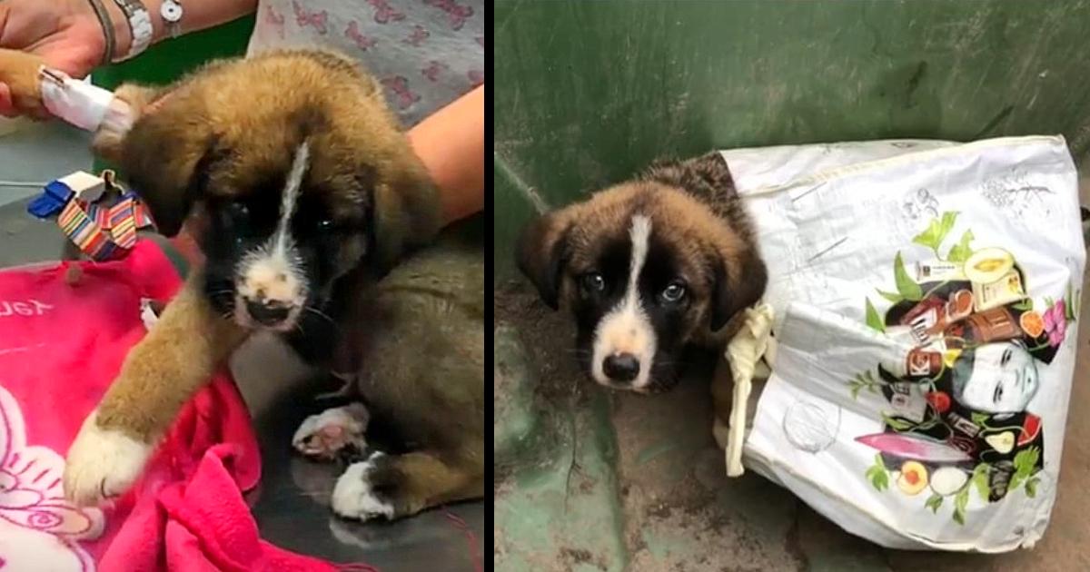 They Abandoned Him In A Dumpster, But That Was Not The Worst Evil They Did To Him