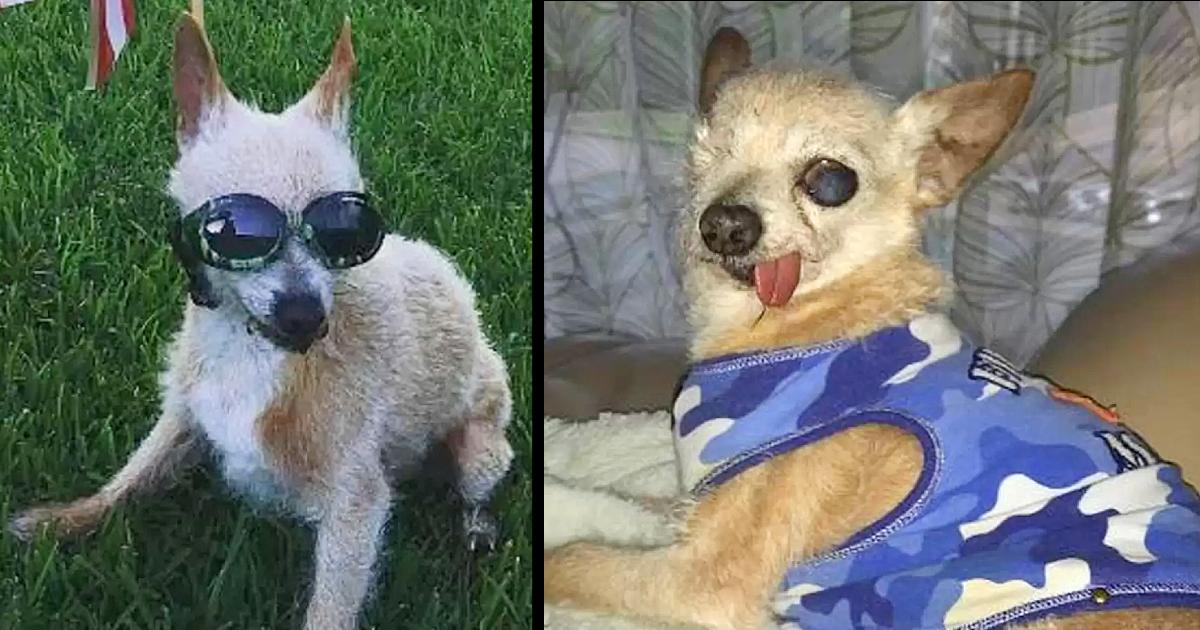 This Blind And Deaf Dog Has No Idea That He Is Different And Is Very Happy With His Family
