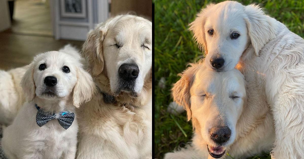 This Cute Golden Retriever Puppy Becomes A Guide For A 12-Year-Old Blind Dog