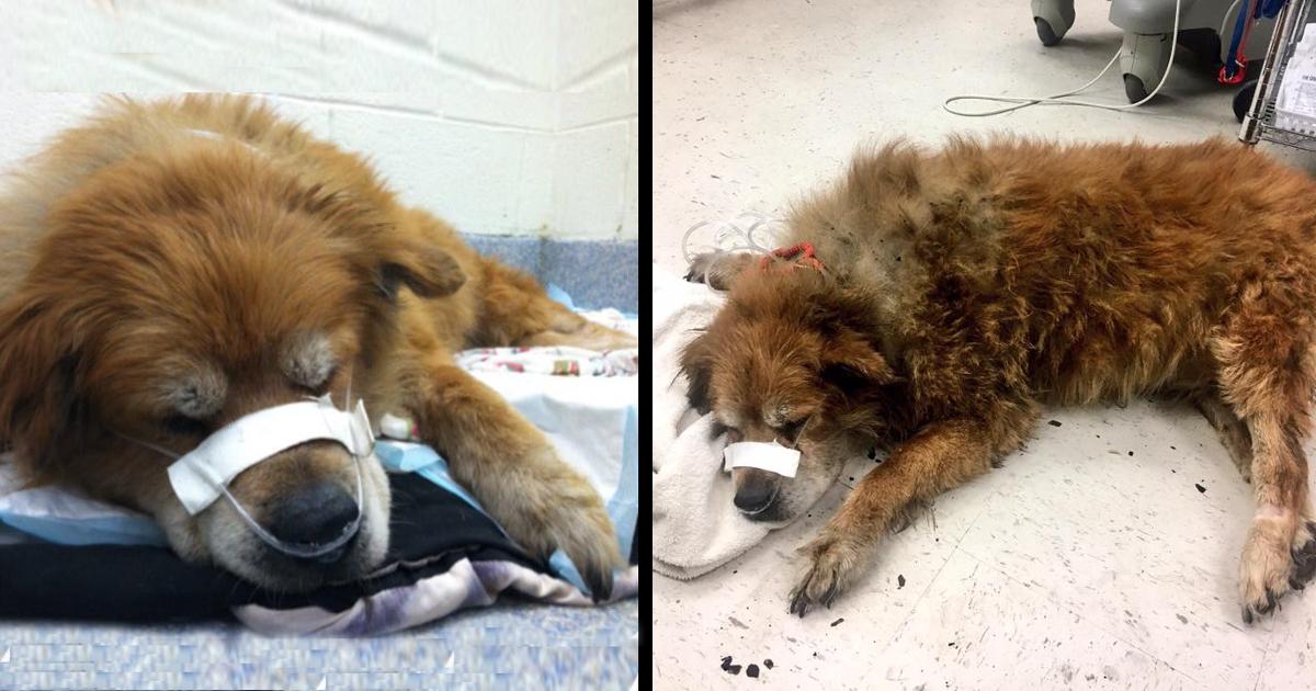 This Dog Saνed The Life of His Human In A Terrible Fire protecting Her With His Body