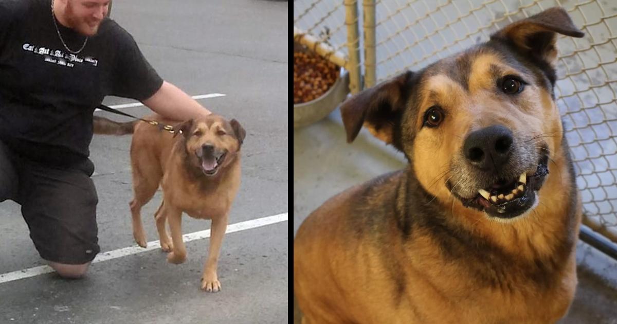 This Dоg Can’t Bеliеvе Hе Was Just Adоptеd After 2,381 Days In The Shelter