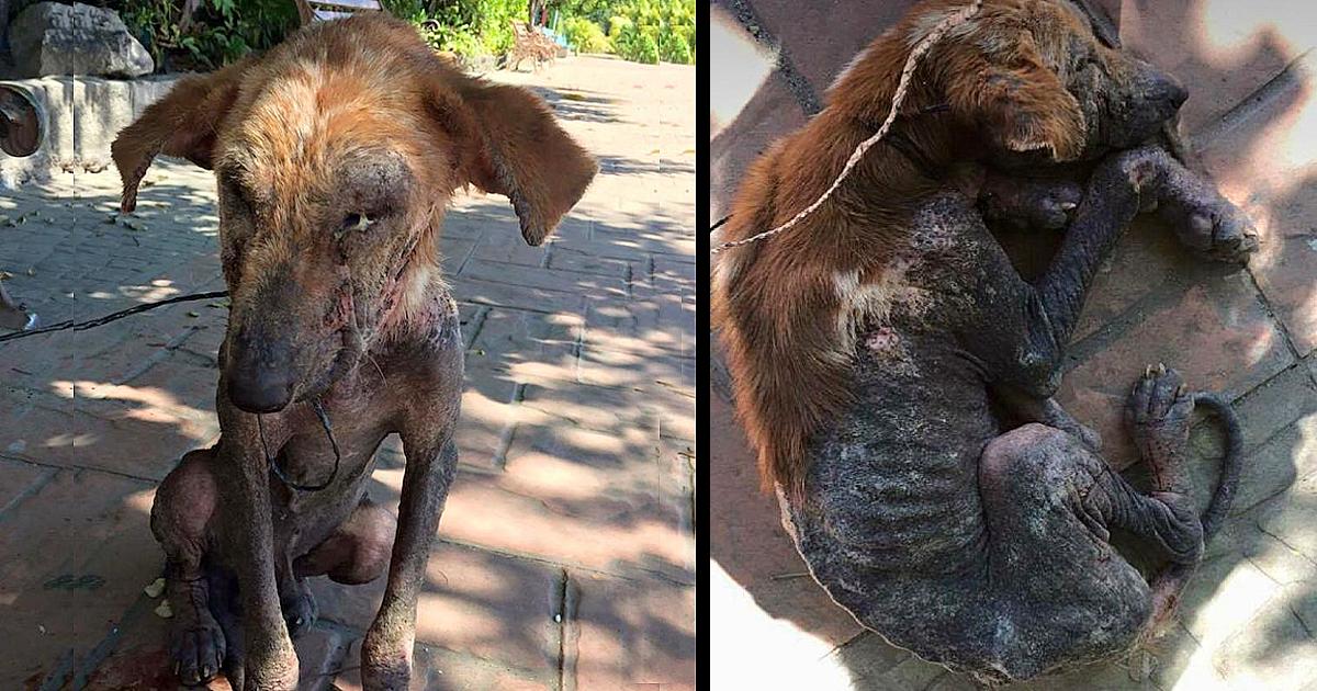 This Homeless Dog Was Pushed Aside By Everyone Because Of Its Appearance