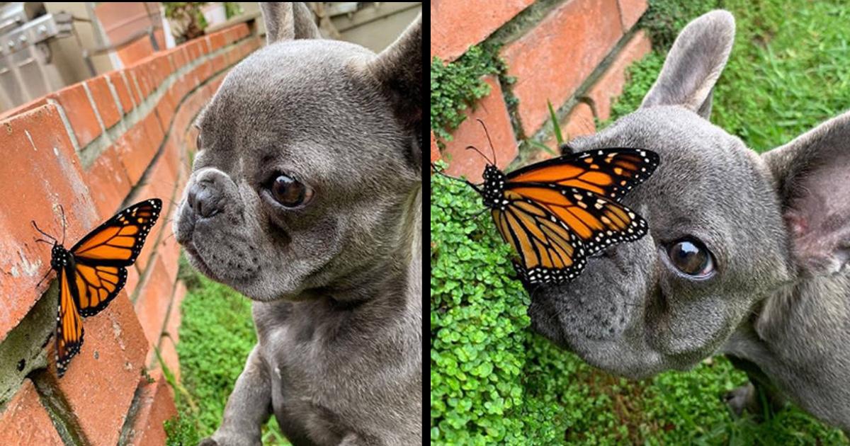 This Little Dog Befriended A Butterfly – The World Was Perfect!