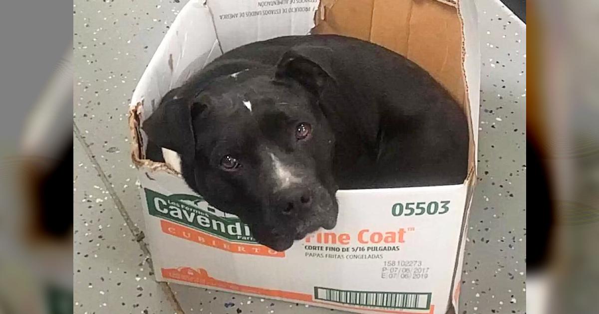 This Rescue Dog Still Sleeρs In His Cardboard Box. I Don’t know Whether To Cry, or …