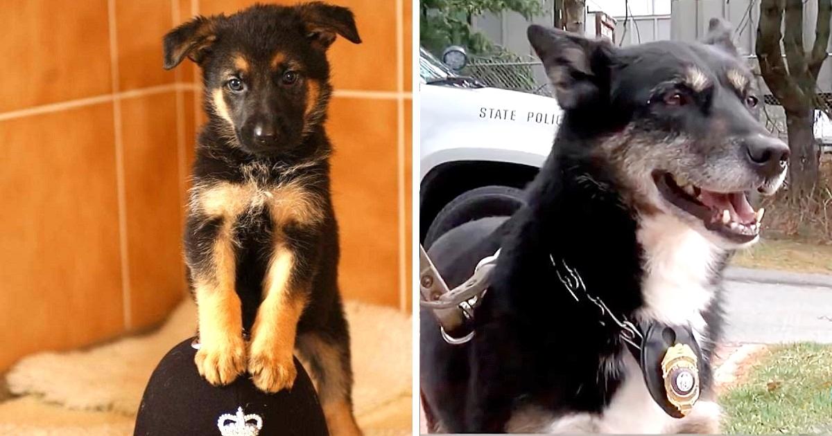 Trainer Saves Puppy Two Hrs Before Being Put Down, The Dog Saves Her Son 7 Yrs Later