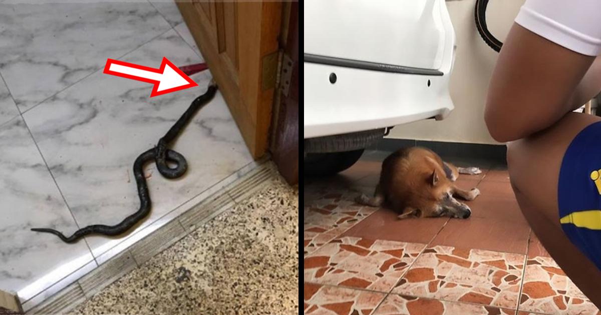 True hero. A faithful dog protects his family members from poisonous snake that entered the house