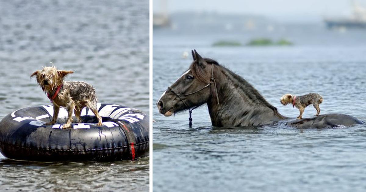 Truth Behind Photo of Horse Apparently Coming to the Rescue of Drowning Blind Dog