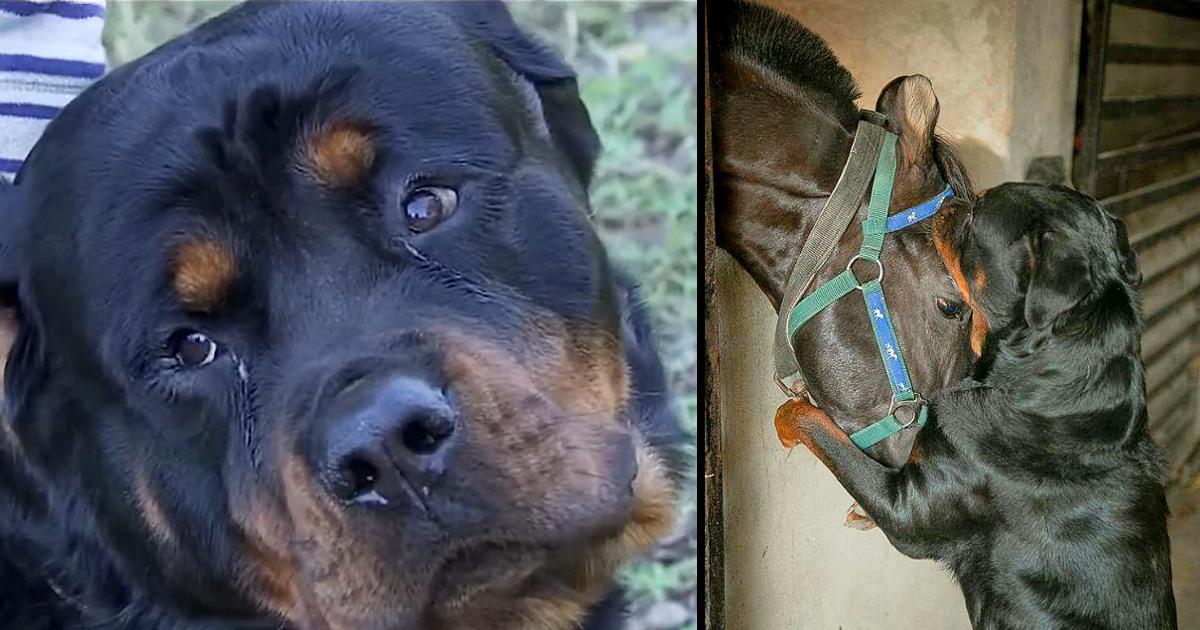 Two Rottweilers Saves Family Horses From Gang of Men in Middle of The Night.