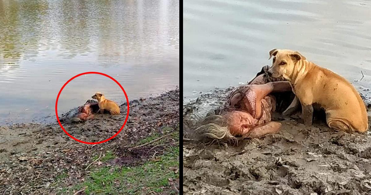 Two Stray dogs Were Seen to Protect The Blind Old Woman Lying In The Muddy Bank Of The River