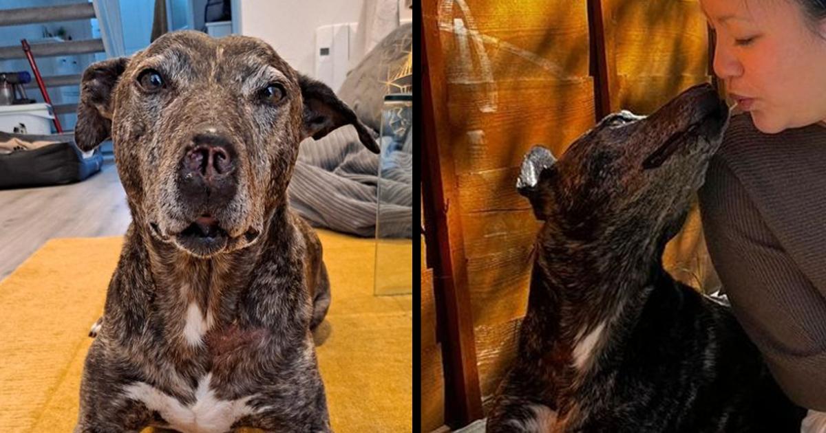 Ugliest and loneliest dog who ‘nobody wanted’ finally finds home after five year wait