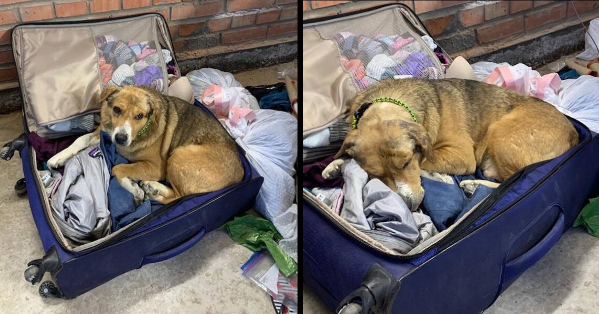 Ukraine Dog Who Didn’t Trust Anyone Snuggles In Vet’ꜱ Suitcase Begging Her To Stay