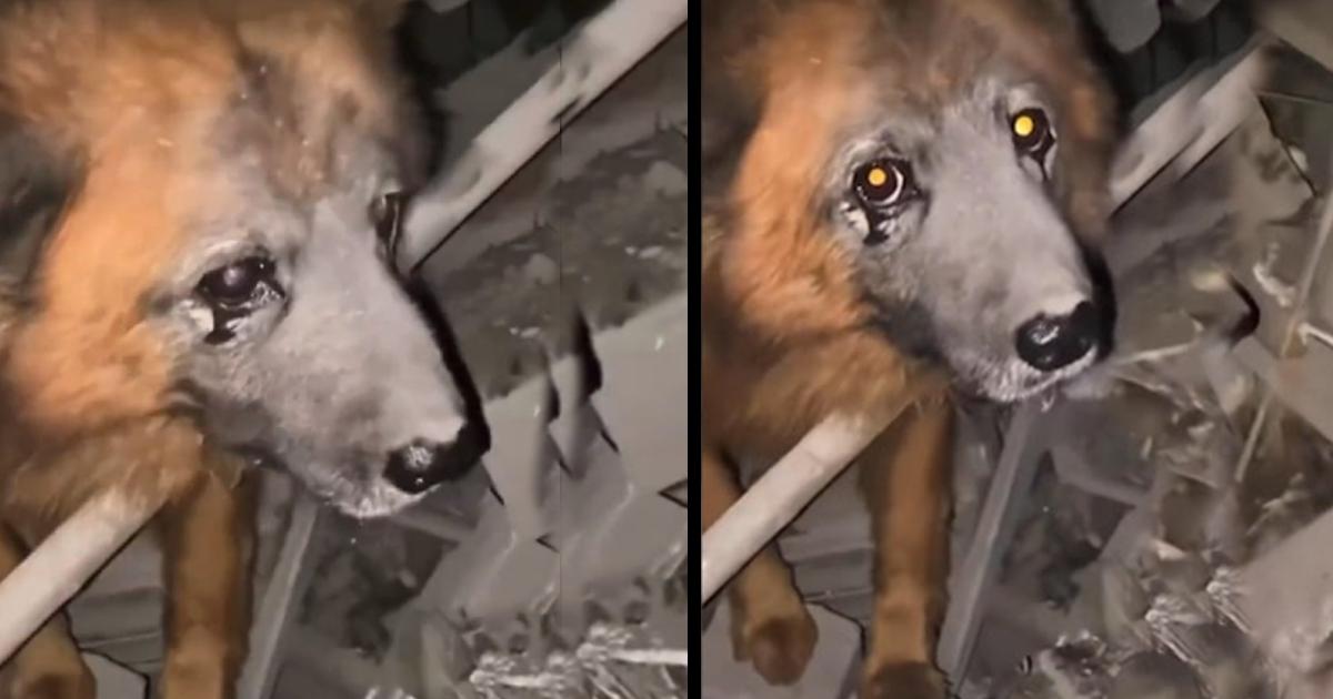 Ukrainian dog waits for owners in rubble as they’re feared killed in heartbreaking video