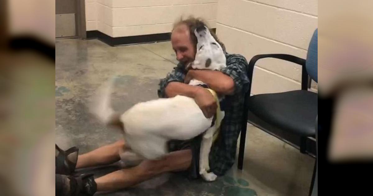 “Unfiltered, ᴜnrestrained Joy.” Homeless Man Has Best Reaction When He Sρots Lost Dog.