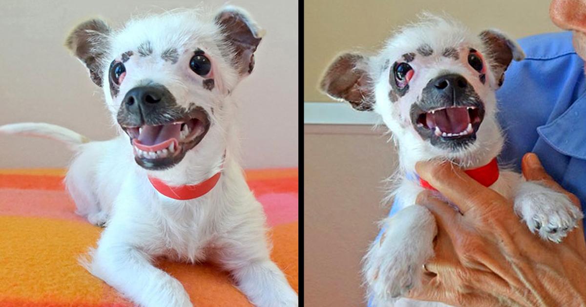 Unusual Looking Puppy Adopted By Family Didn’t Care About Her Scars
