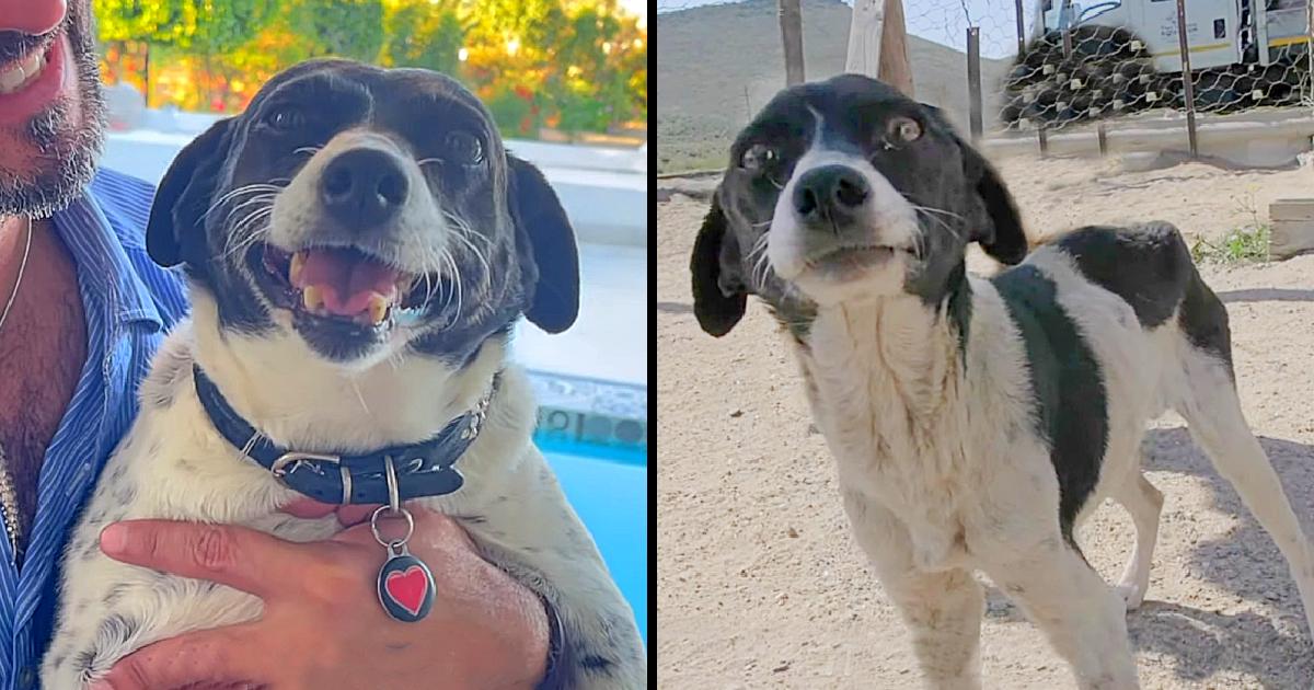 Unwanted Dog Beats Cancer And Gets Her Loving Forever Home