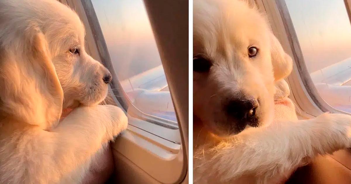 Video of this pup enjoying his first flight in a window seat will brighten your day