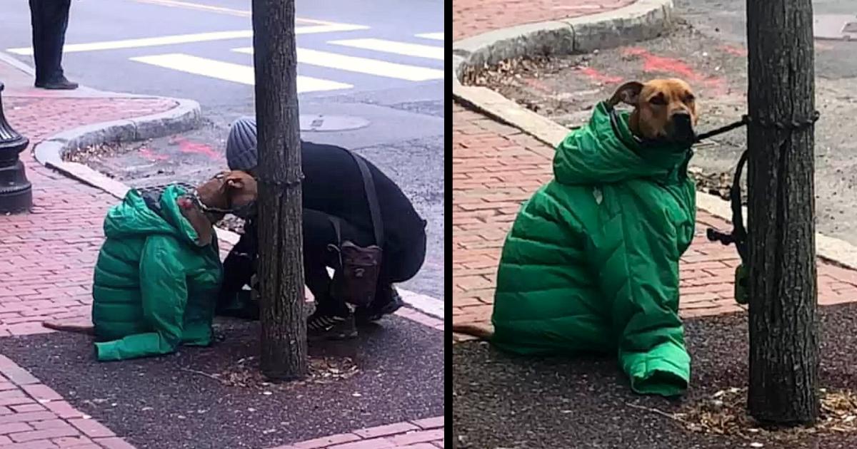 Woman Sees Dog Shivering In Cold Outside, Gives Her Own Coat To Keep Him Warm