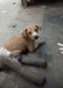 Dog with back legs bandaged found abandoned 1