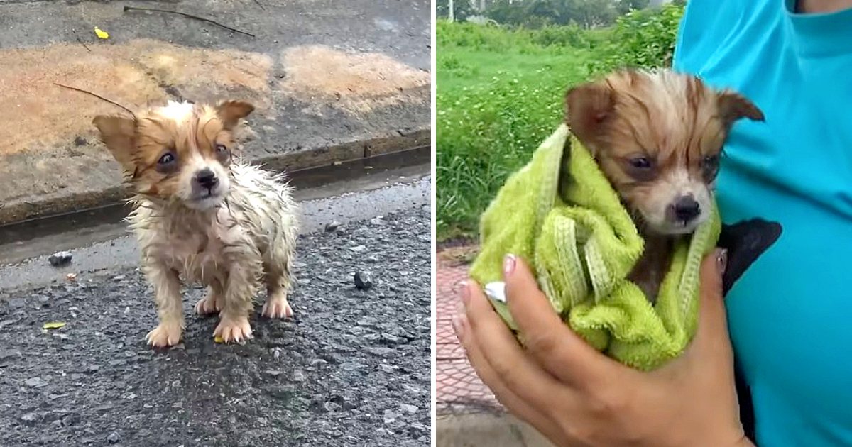 "Heartbreaking Resilience: Orphaned Puppy Braves the Rain Alone, Seeking Shelter Without Aid" ‎